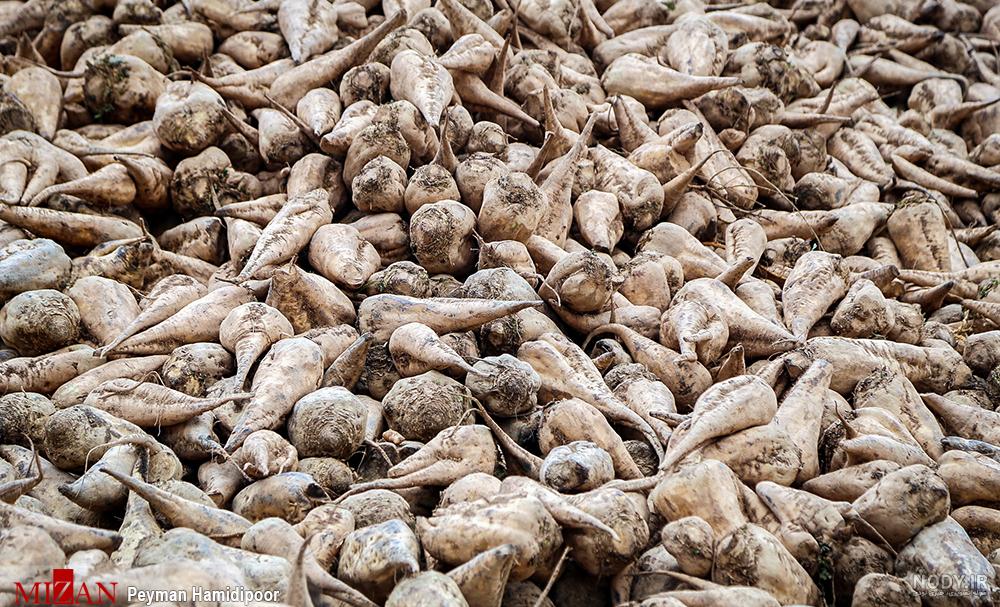 فواید شگفت‌انگیز چغندر برای سلامتی - مشرق نیوز