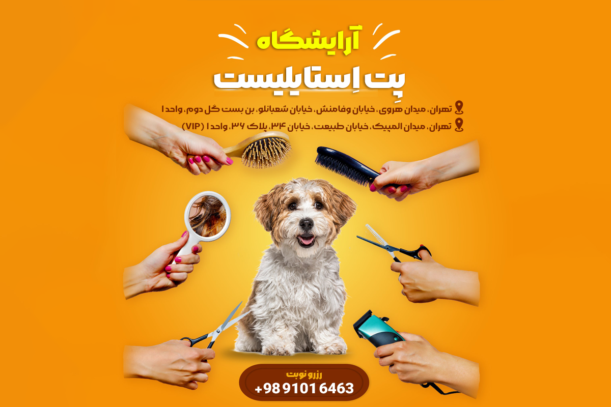قیمت خرید سگ شیتزو اصل چقدر است؟ معرفی غذا، لوازم و آموزش شیتزو ...