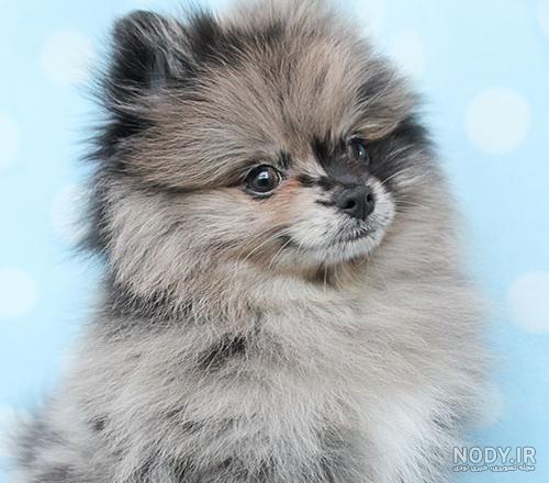 قیمت و خرید سگ پامرانین خرسی و روباهی (Pomeranian) قیمت و خرید سگ پامرانین خرسی و روباهی (Pomeranian)