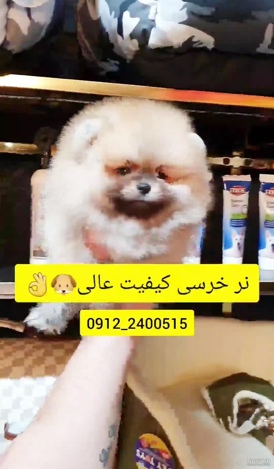 قیمت و خرید سگ پامرانین خرسی و روباهی (Pomeranian) قیمت و خرید سگ پامرانین خرسی و روباهی (Pomeranian)