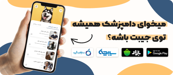 قیمت سگ کرن تریر + بررسی خصوصیات این نژاد - Happypet قیمت سگ کرن تریر + بررسی خصوصیات این نژاد - Happypet