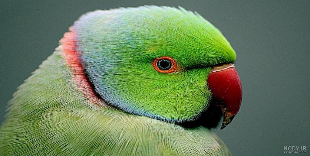 قیمت طوطی ماده