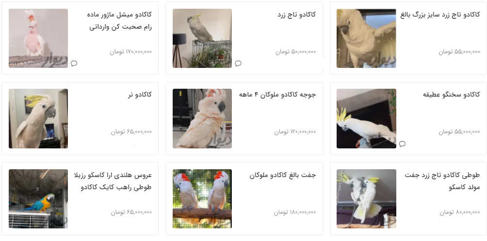قیمت طوطی ملنگو