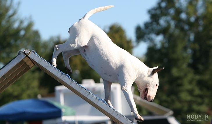 مشخصات کامل، قیمت و خرید نژاد سگ بول تریر (Bull Terrier) | پت راید