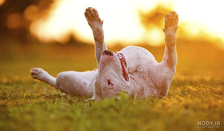 مشخصات کامل، قیمت و خرید نژاد سگ بول تریر (Bull Terrier) | پت راید