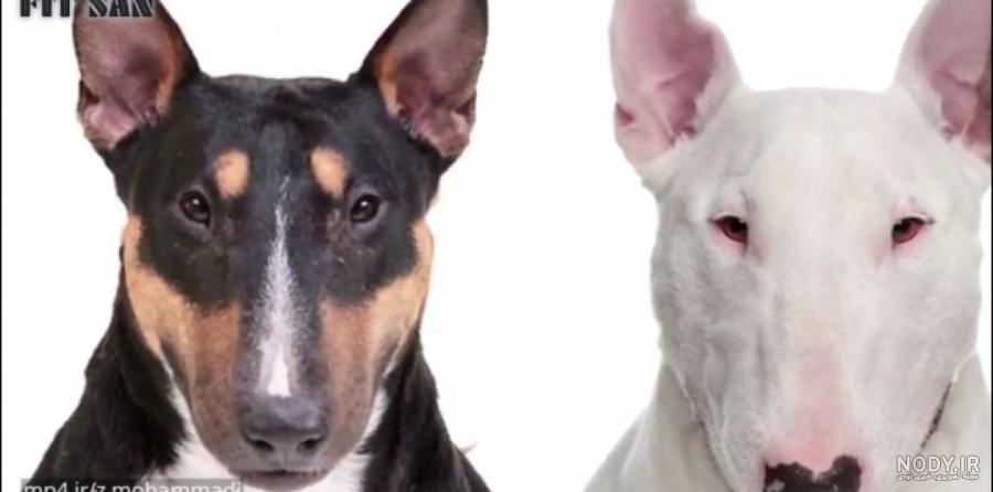 مشخصات کامل، قیمت و خرید نژاد سگ بول تریر (Bull Terrier) | پت راید