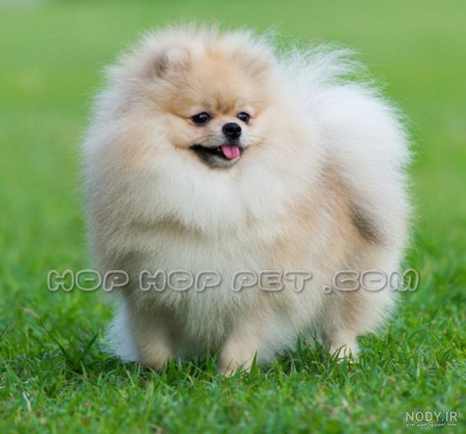 مشخصات کامل، قیمت و خرید نژاد سگ جاپانیز اشپیتز (Japanese Spitz ...