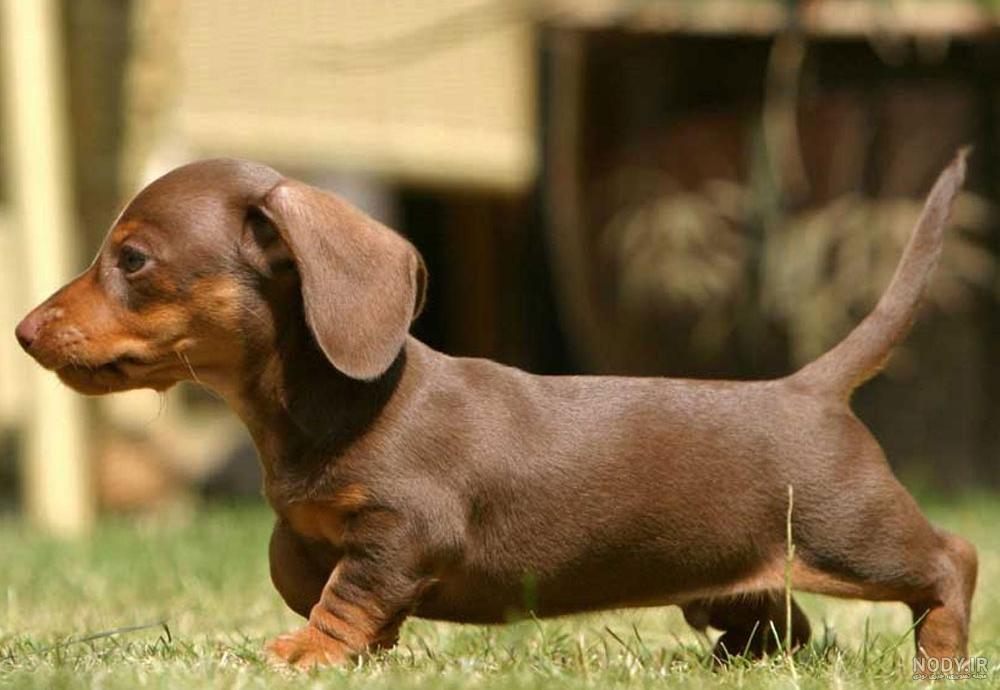 مشخصات کامل، قیمت و خرید نژاد سگ داشهوند (Dachshund) | پت راید مشخصات کامل، قیمت و خرید نژاد سگ داشهوند (Dachshund) | پت راید