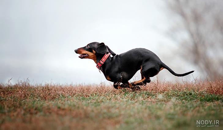 مشخصات کامل، قیمت و خرید نژاد سگ داشهوند (Dachshund) | پت راید مشخصات کامل، قیمت و خرید نژاد سگ داشهوند (Dachshund) | پت راید
