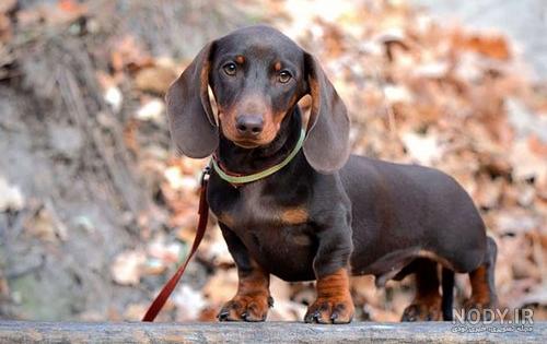 مشخصات کامل، قیمت و خرید نژاد سگ داشهوند (Dachshund) | پت راید مشخصات کامل، قیمت و خرید نژاد سگ داشهوند (Dachshund) | پت راید