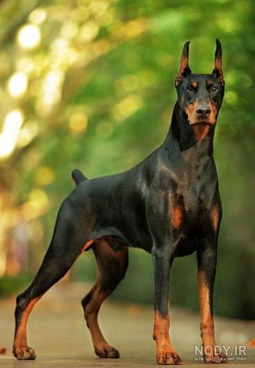مشخصات کامل، قیمت و خرید نژاد سگ دوبرمن پینچر (Doberman Pinscher ...