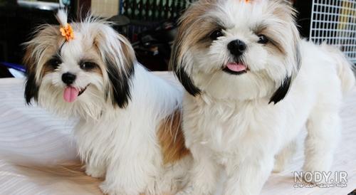 مشخصات کامل، قیمت و خرید نژاد سگ شیتزو (Shih Tzu) | پت راید