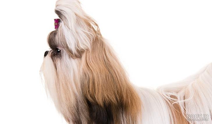 مشخصات کامل، قیمت و خرید نژاد سگ شیتزو (Shih Tzu) | پت راید