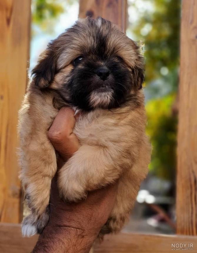 مشخصات کامل، قیمت و خرید نژاد سگ شیتزو (Shih Tzu) | پت راید