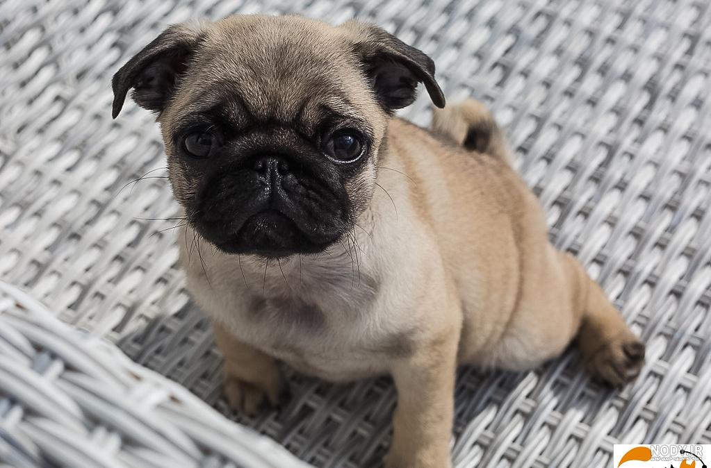 مشخصات کامل، قیمت و خرید نژاد سگ پاگ (Pug) | پت راید