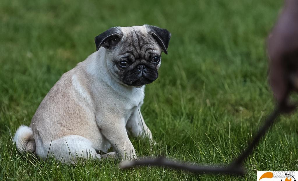 مشخصات کامل، قیمت و خرید نژاد سگ پاگ (Pug) | پت راید