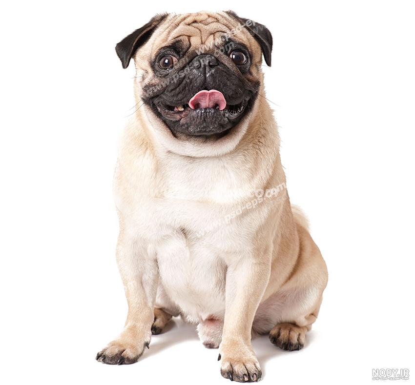 مشخصات کامل، قیمت و خرید نژاد سگ پاگ (Pug) | پت راید