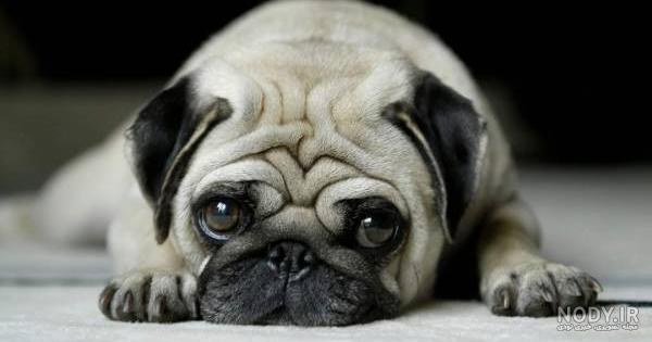 مشخصات کامل، قیمت و خرید نژاد سگ پاگ (Pug) | پت راید