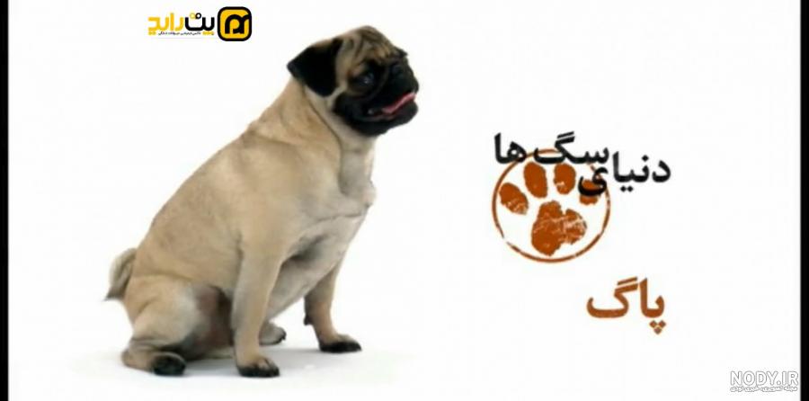 معرفی نژاد سگ پاگ به همراه نکات نگهداری از آن - پت پرس