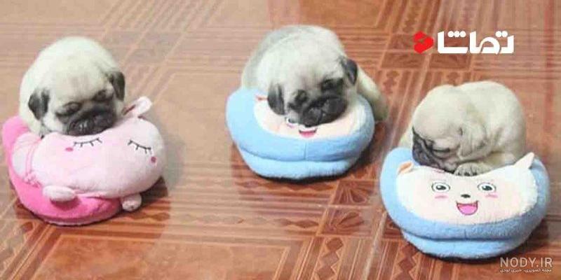 معرفی کامل نژاد سگ پاگ، سگ دلقک، بانمک و صورت چروک محبوب