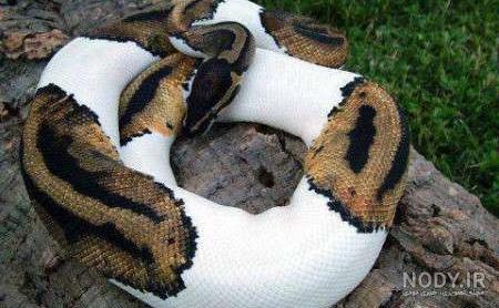 منطق مامانش+عکس😂🐍 | تبادل نظر نی نی سایت