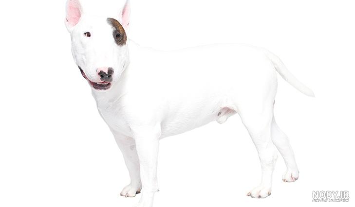 نژاد سگ بول تریر (Bull Terrier) عکس و ویدیو