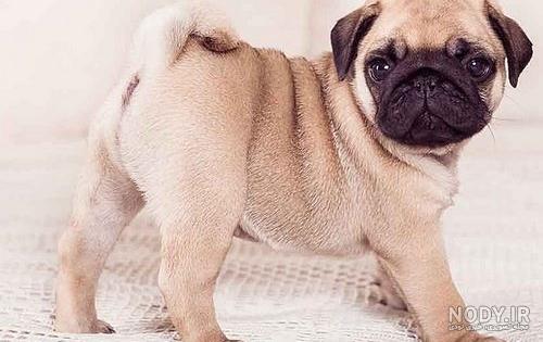 نژاد سگ پاگ (Pug) عکس و ویدیو