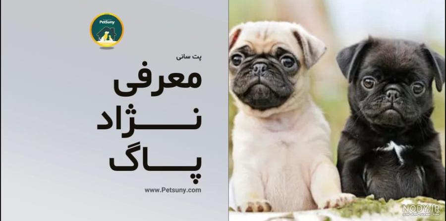 کامل ترین معرفی نژاد سگ پاک- مجموعه پرورش حیوانات خانگی آمازون زوو ...