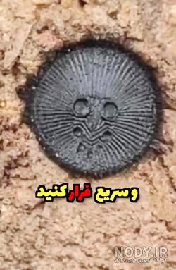 کشف گونه نادر عنکبوت در چین +تصاویر - تسنیم