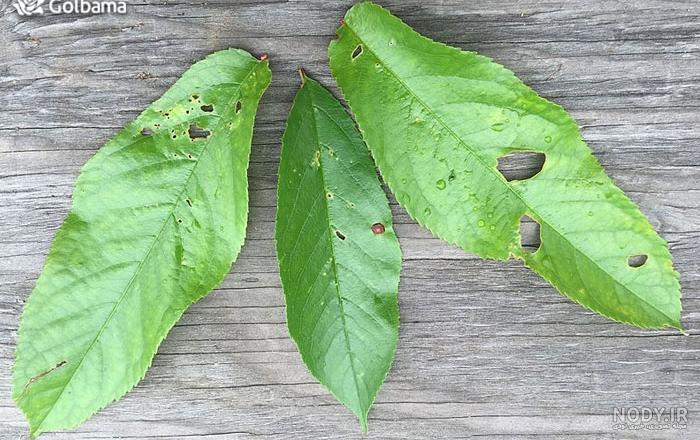 کنه تار عنکبوتی یا کنه قرمز (Spider mite) و روش از بین بردن این ...