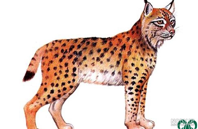 گربه گوش سیاه را چقدر می شناسید؟ بررسی طول عمر و غذای این حیوان ... گربه گوش سیاه را چقدر می شناسید؟ بررسی طول عمر و غذای این حیوان ...