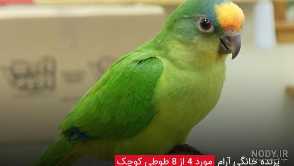 8 گونه پرنده خانگی آرام که مناسب نگهداری در منزل می باشند - چکین ...