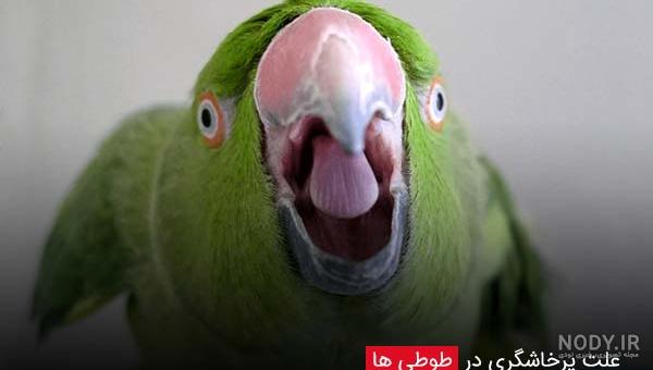 8 گونه پرنده خانگی آرام که مناسب نگهداری در منزل می باشند - چکین ...