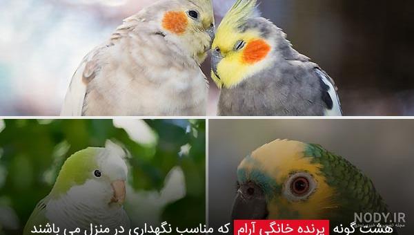 آرام ترین پرندگان خانگی برای که برای نگهداری در آپارتمان مناسب اند ...