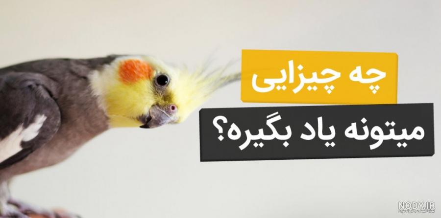آگهی‌های انواع طوطی و کاسکو در دیوار تهران