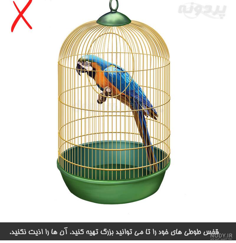 انتخاب قفس برای طوطی های کوچک رعایت استاندارد ها قفس مناسب
