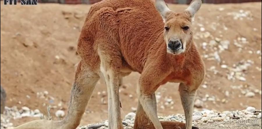 برترین ها : 5 تا از سمی ترین و خطرناک ترین عنکبوت های جهان !