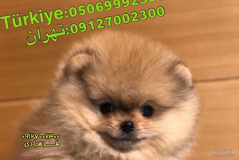 جزییات آگهی توله پامر خرسی