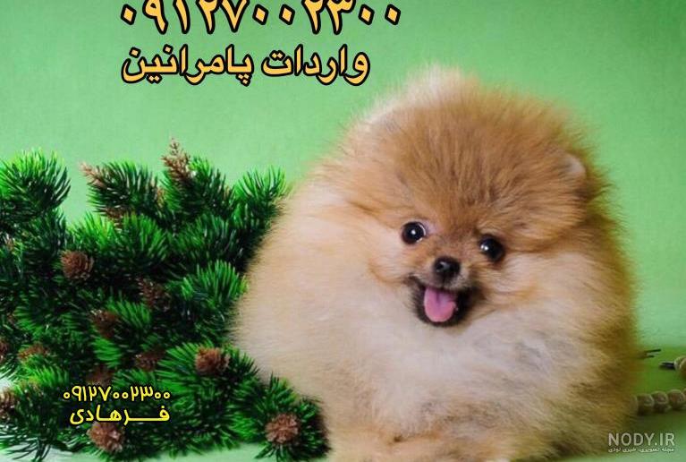 جزییات آگهی سگ پامرانین خرسی وارداتی
