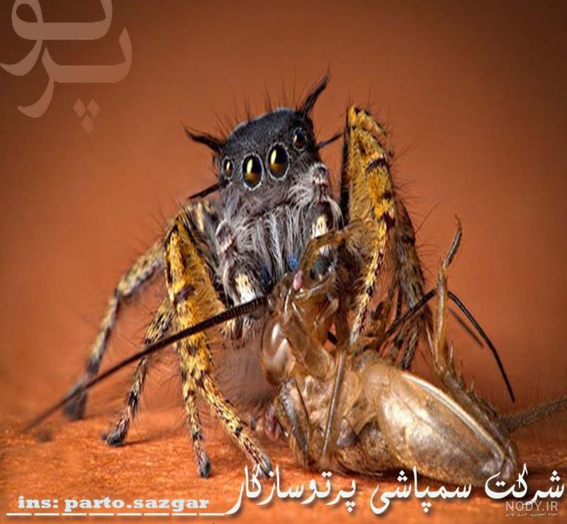 دانستنی هایی در مورد عنکبوت | تغذیه آن ها تا تفاوت عنکبوت نر و ...