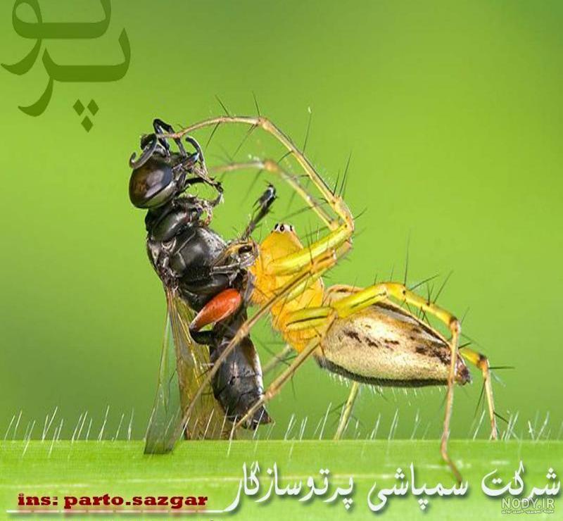 دانستنی هایی در مورد عنکبوت | تغذیه آن ها تا تفاوت عنکبوت نر و ...