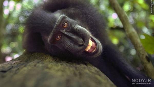 ذوق زده شدن میمون ها از دیدن دوربین + عکس