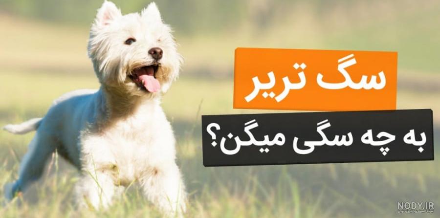شیتزو تریر