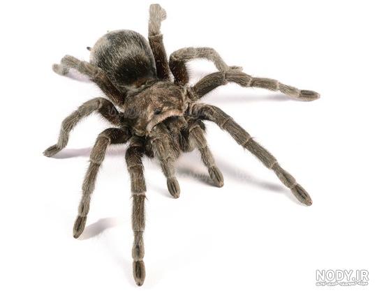 عنکبوت - Spider | خطرناکترین عنکبوت های جهان را بشناسید | میهن سم