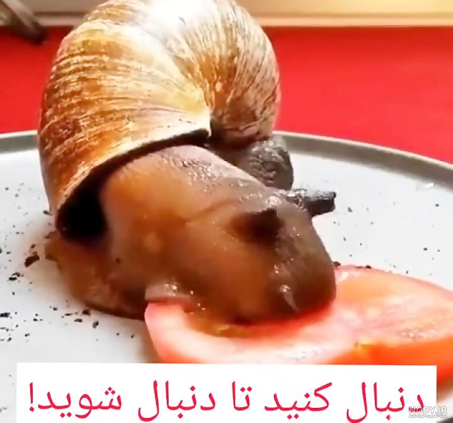 عنکبوت - ویکی‌پدیا، دانشنامهٔ آزاد