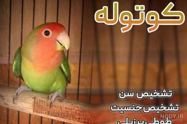 عکس های بچه طوطی