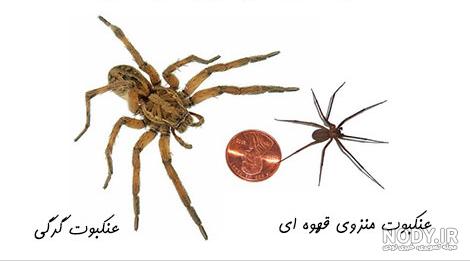 عکس حشرات عنکبوت