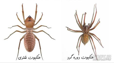 عکس حشره عنکبوتی