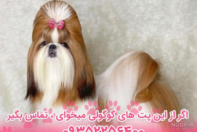 عکس سگ های شیتزو