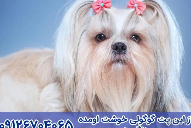 عکس سگ های شیتزو